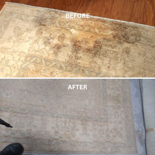 Carpet Cleaning in Winston-Salem, NC